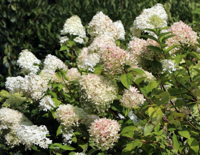Hortensie paniculate ´Limelight´