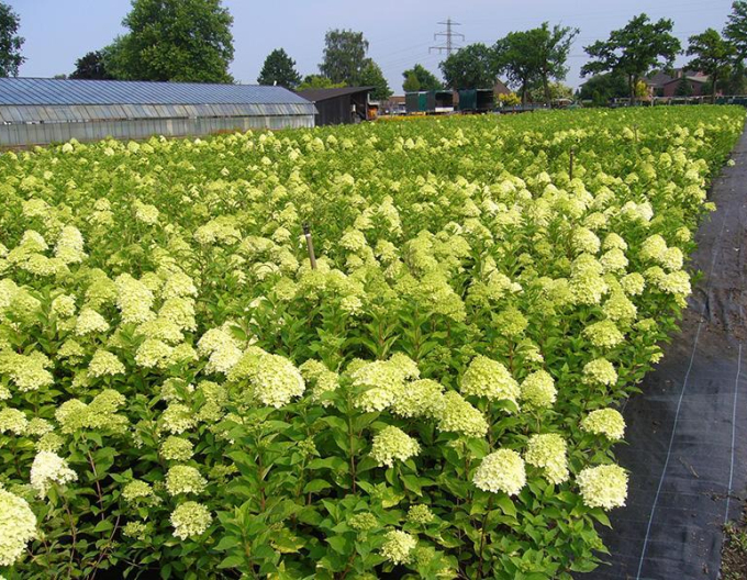 Hortensie paniculate ´Limelight´
