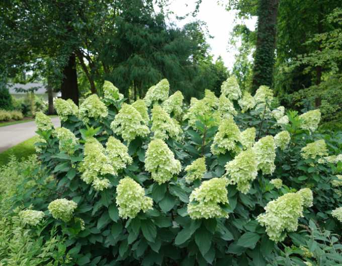 Hortensie paniculate ´Limelight´