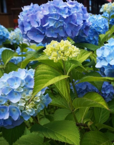 Hydrangea macrophylla Nikko Blue