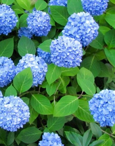 Hydrangea macrophylla Nikko Blue