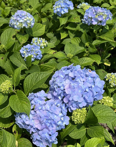 Hydrangea macrophylla Nikko Blue