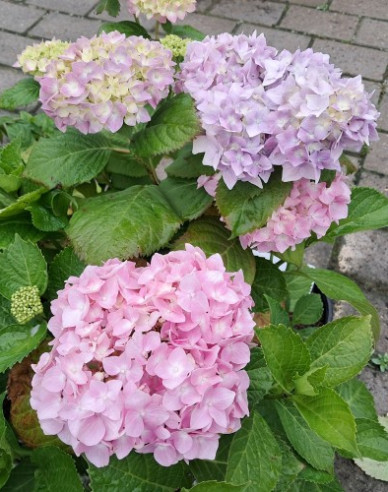 Hydrangea macrophylla Bouquet Rose
