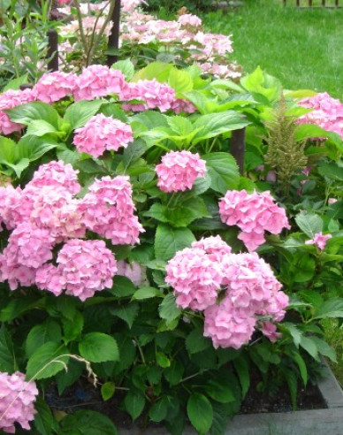Hydrangea macrophylla Bouquet Rose