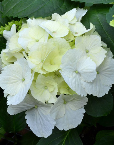 Hydrangea macrophylla Snowball