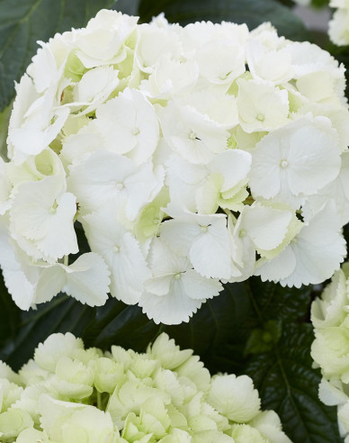 Hydrangea macrophylla Snowball