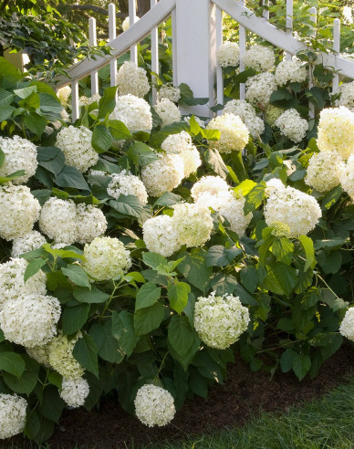 Hydrangea macrophylla Snowball