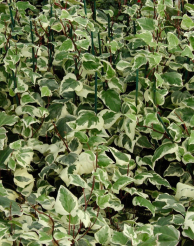 Iederă algeriană Gloire de Marengo