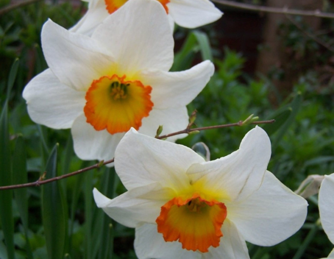 Narcisă ´Flower Record´