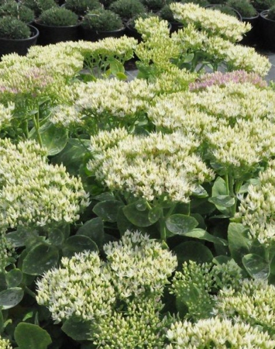 Stonecrop Stardust