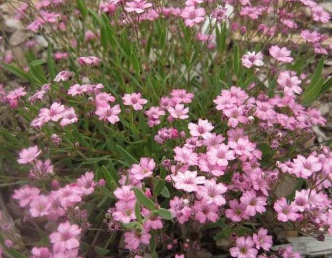 Gypsomilla creeper " Filou Rose "