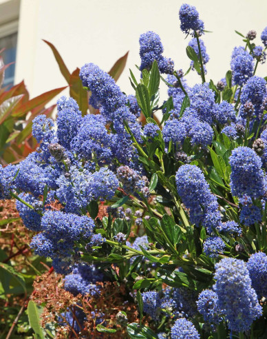 Ceanothus ’Julia Phelps’