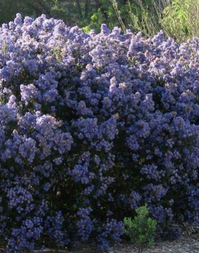 Ceanothus ’Julia Phelps’