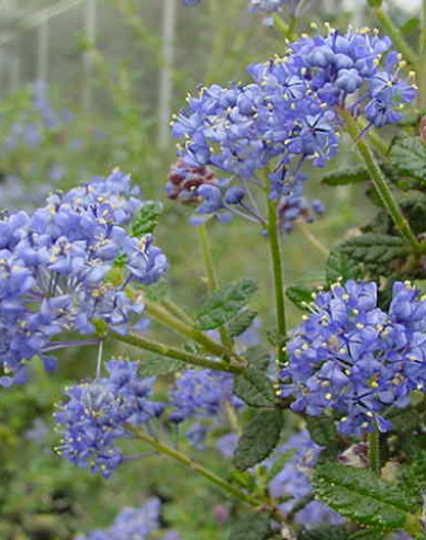 Ceanothus ’Julia Phelps’