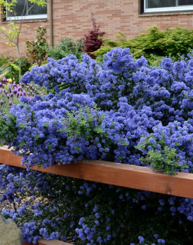 Ceanothus ’Julia Phelps’