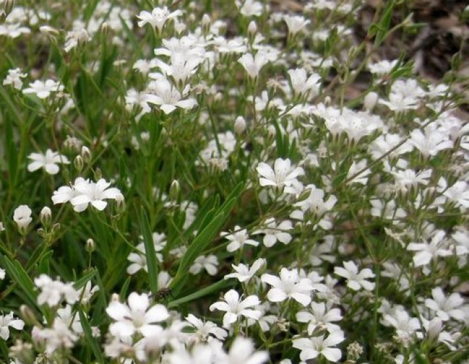 Gypsophila "Filou White
