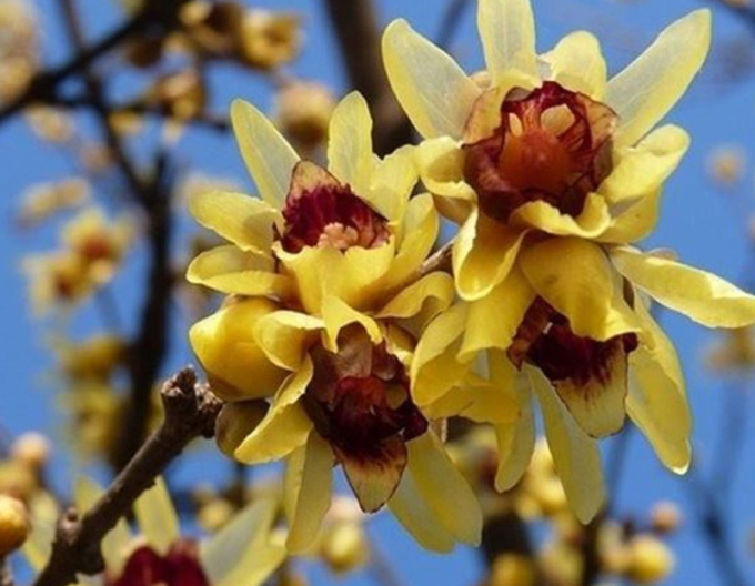 Chimonanthus praecox