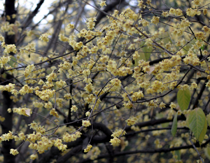 Chimonanthus praecox