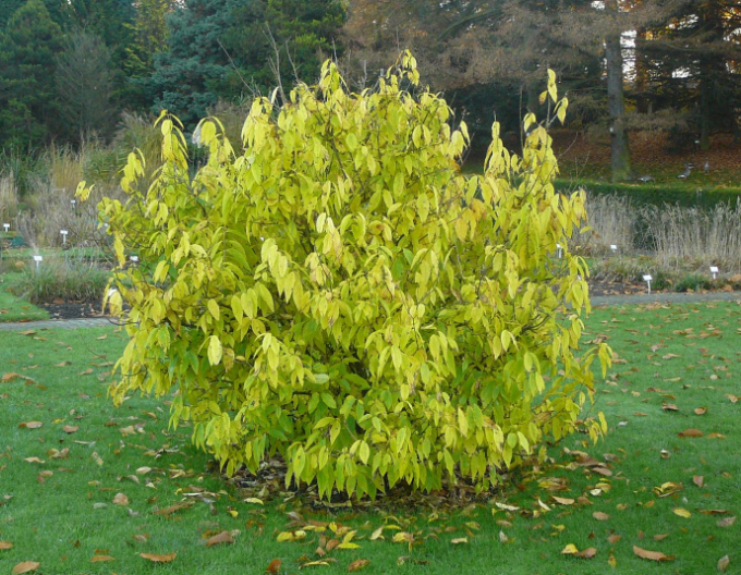 Chimonanthus praecox