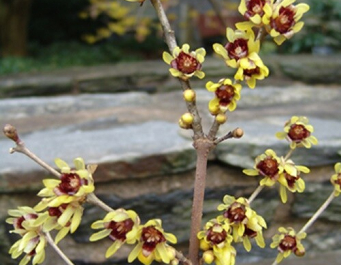 Chimonanthus praecox