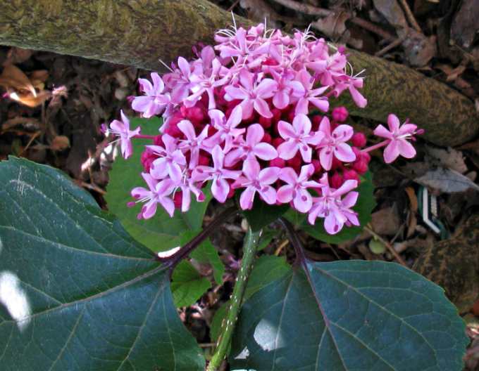 Clerodendrum bungei