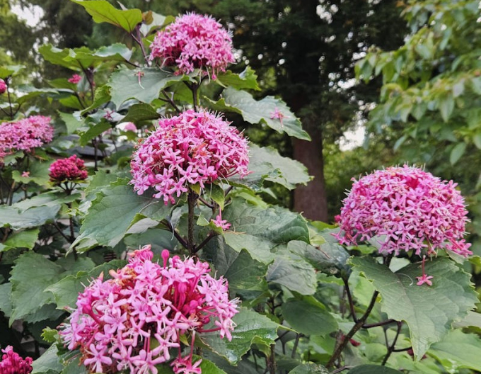 Clerodendrum bungei