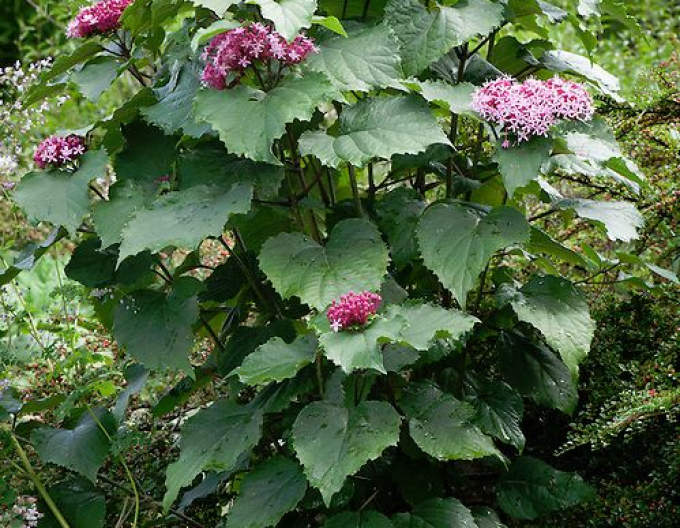 Clerodendrum bungei