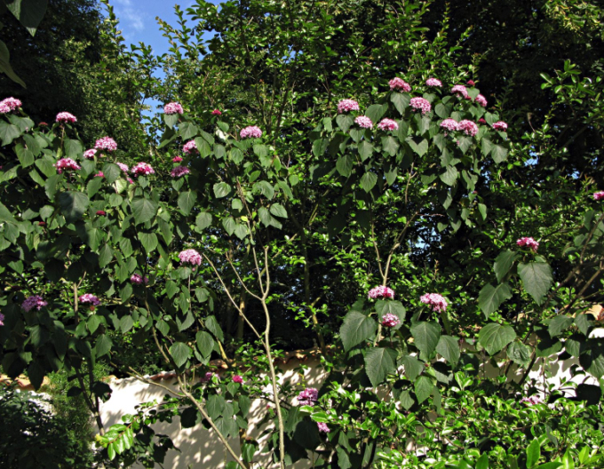 Clerodendrum bungei