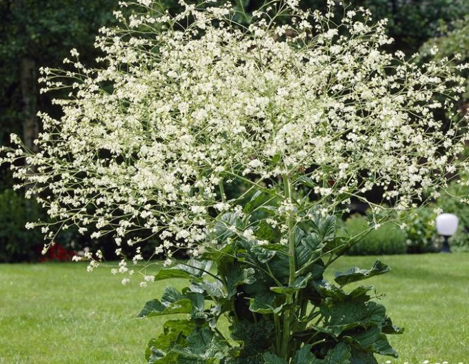 Crambe cordifolia