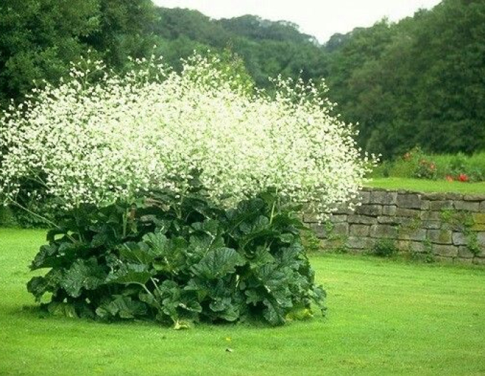Crambe cordifolia
