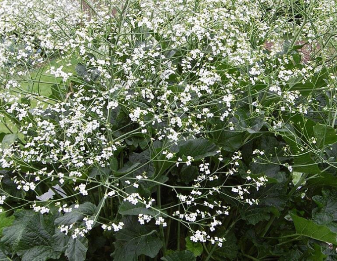 Crambe cordifolia