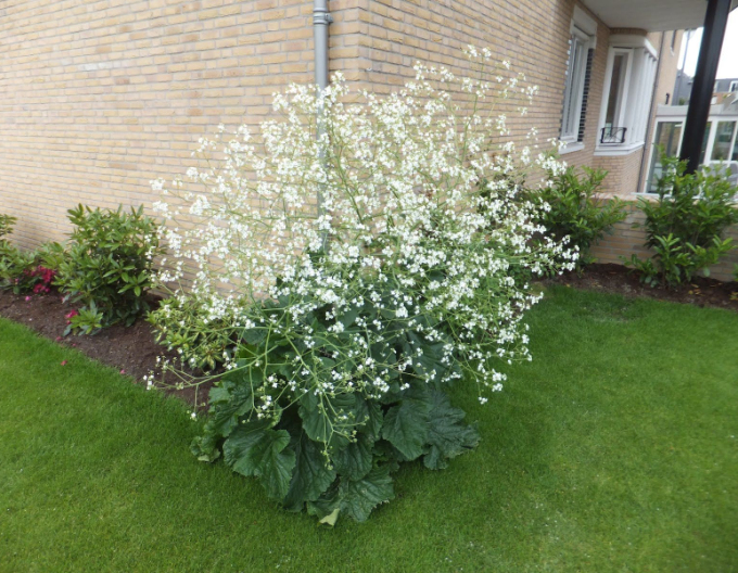 Crambe cordifolia
