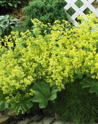 Alchemilla moale