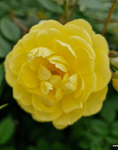 Trandafir Lemon Siluetta