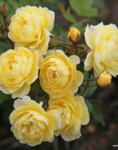 Trandafir Lemon Siluetta