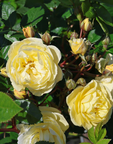 Trandafir Lemon Siluetta