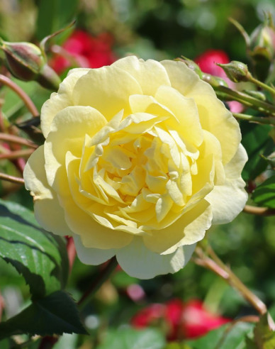 Trandafir Lemon Siluetta