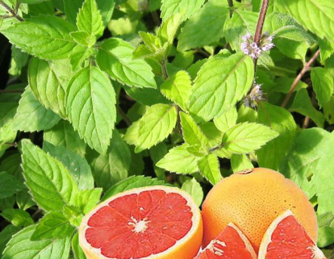 Mentă piperată Grapefruit