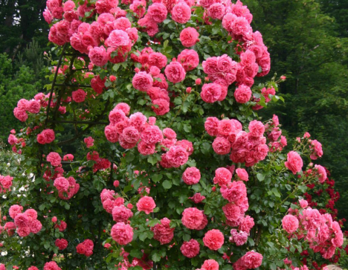 Trandafir Rosarium Uetersen