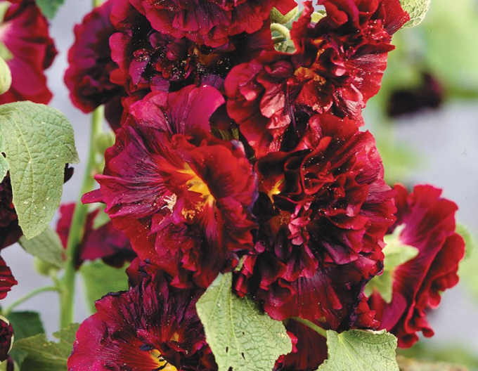 Alcea ´Spring Celebrities Crimson´