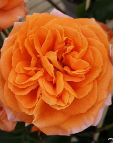 Trandafir ´Mango´