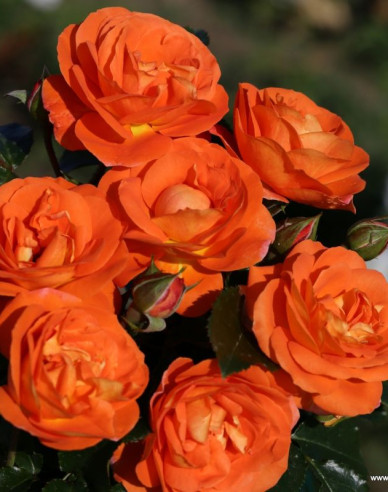 Trandafir ´Mango´