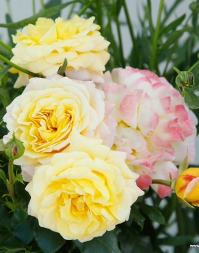 Trandafir  ´Rose der Hoffnung´