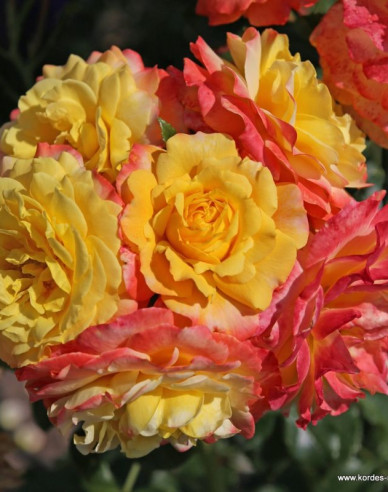 Trandafir  ´Rose der Hoffnung´