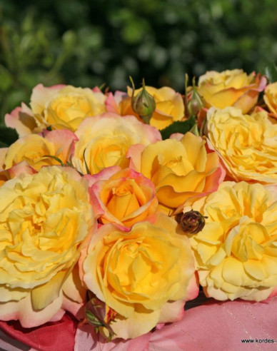 Trandafir  ´Rose der Hoffnung´