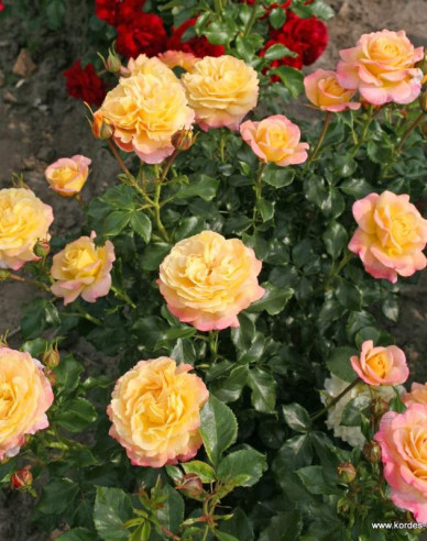 Trandafir  ´Rose der Hoffnung´