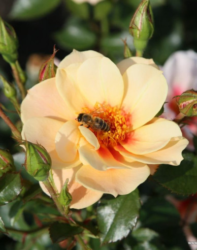 Trandafir  ´See You in Apricot´
