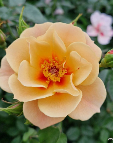 Trandafir  ´See You in Apricot´