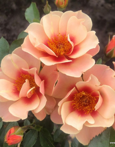 Trandafir  ´See You in Apricot´