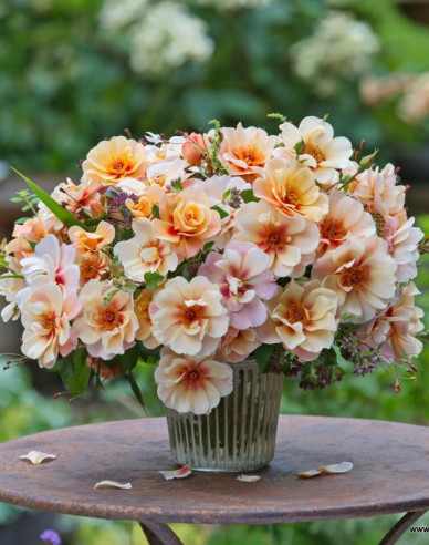 Trandafir  ´See You in Apricot´